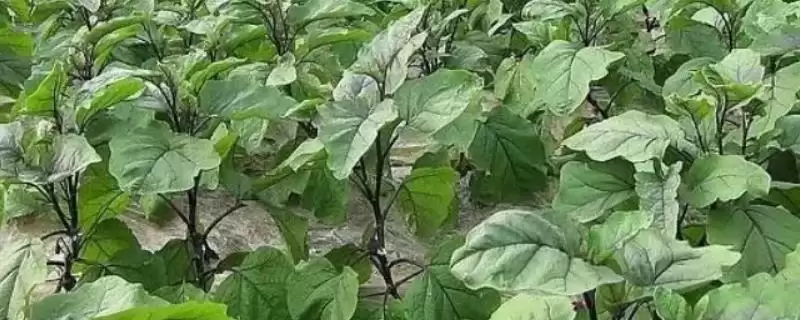 茄子喜阳特性揭秘：喜阳植物的生长习性-会东网