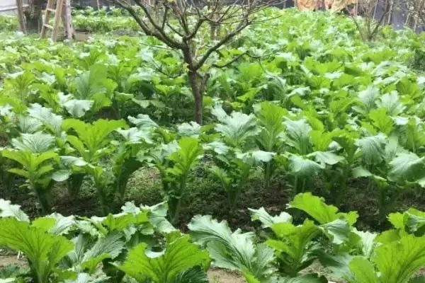 芥菜对光照的喜好 ,芥菜属于喜阴还是喜阳的作物插图2