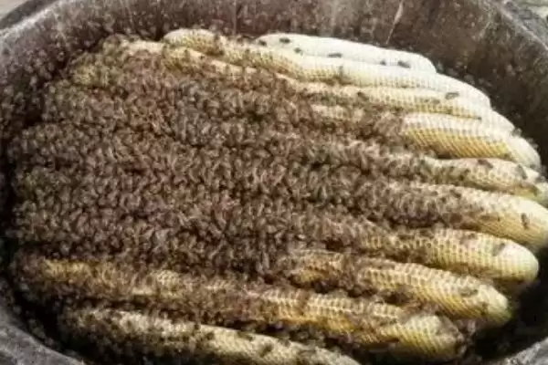 中蜂秋季管理的重点，重点工作是秋繁插图1