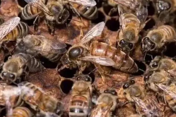 蜂王是如何产生的，分为自然分蜂王、自然交替王、急造王、人工王四种插图3