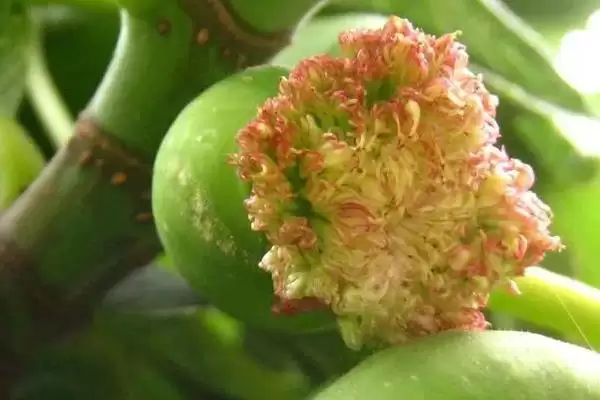 无花果有花吗，无花果有花插图1