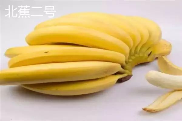 台湾香蕉的主要栽培品种，常见的有李林蕉、玫瑰蕉、旦蕉等插图7