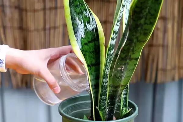 如何促使虎皮兰冒新芽？养护虎皮兰促新芽要掌握哪些有效技巧？插图7