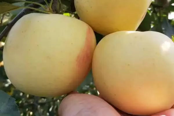 奶油苹果的价格,一斤需要5-10元左右插图2 奶油苹果的价格,一斤需要5-10元左右插图2