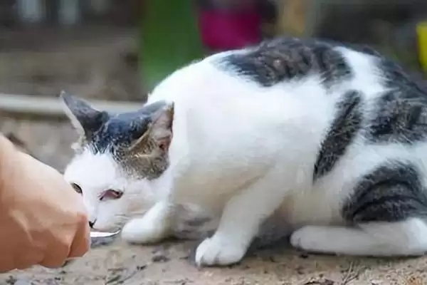 猫咪为何一直蹭人还叫唤 ,猫咪发情等原因会蹭人并叫唤插图3