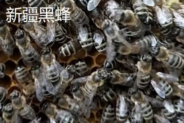 蜜蜂品种和优缺点介绍，包括中华蜜蜂、意大利蜂、东北黑蜂等种类插图6