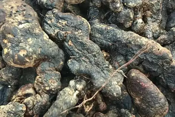 了解猪苓价格的方法和重点？养猪与中药材产业有哪些关联细节？插图1