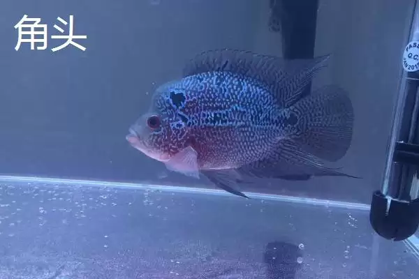 罗汉鱼起头时间是什么时候 ,珍珠品系罗汉鱼何时起头插图6