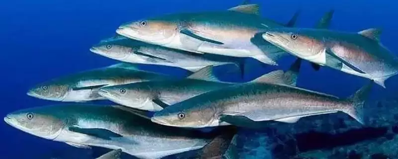 军曹鱼的简介 ,军曹鱼是一种怎样的鱼类统称呢？-会东网