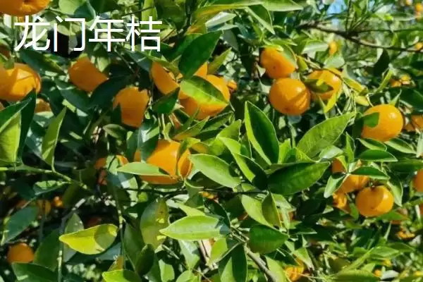 广东紫金县的特产，八刀汤是当地的招牌美食插图15