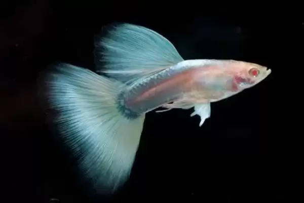 孔雀鱼对黑壳虾的食性 ,孔雀鱼吃黑壳虾是普遍现象吗？插图2