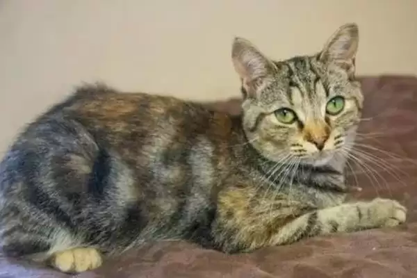 猫反复发烧怎么处理好 ,猫反复发烧先做什么处理插图2