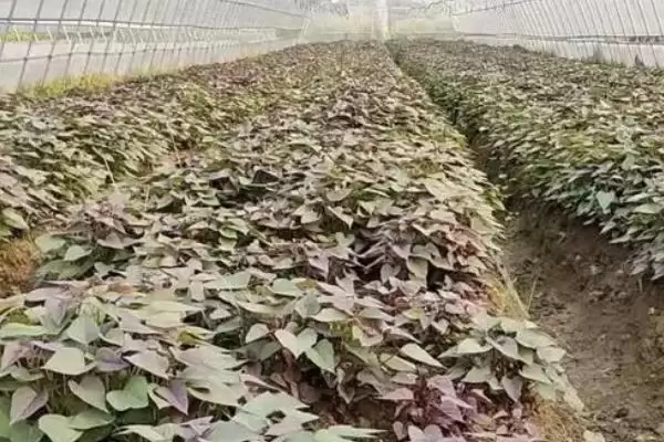 紫薯市场前景的分析和要点？分析紫薯市场需关注哪些关键要素？插图2