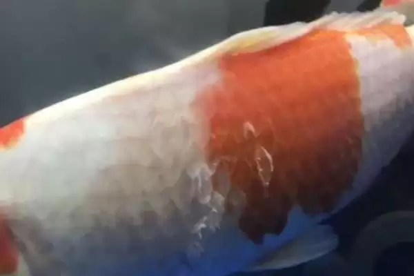 锦鲤身上长白毛的原因 ,锦鲤长白毛是患了什么病呢插图1