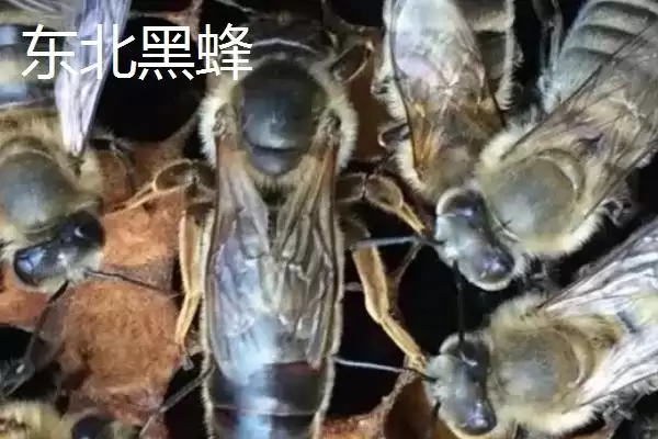 蜜蜂品种和优缺点介绍，包括中华蜜蜂、意大利蜂、东北黑蜂等种类插图5