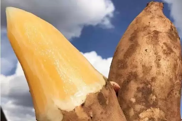 好吃的水果有哪些，常见的有丑橘、冰糖心苹果、雪莲果等插图3