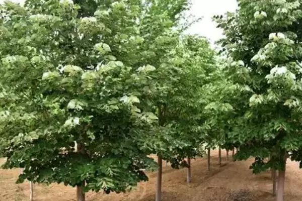 中国十大蜜源植物，花期持续时间长短不一插图3