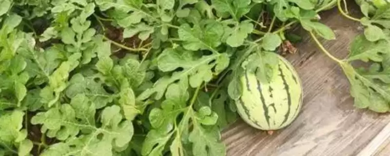 了解西瓜常见品种的方法和重点?认识西瓜品种要做好哪些细节?插图 了解西瓜常见品种的方法和重点?认识西瓜品种要做好哪些细节?插图