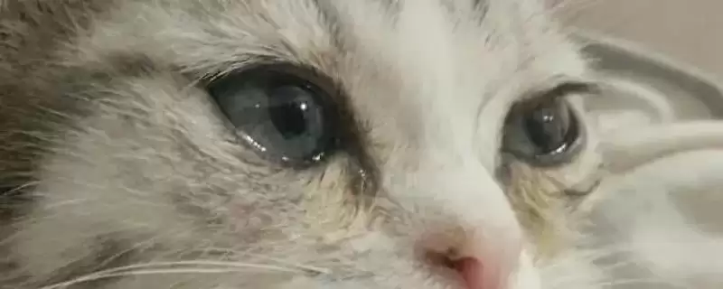 猫眼睛总是饱含泪水是何原因 ,猫患结膜炎可能致眼睛总含泪-会东网