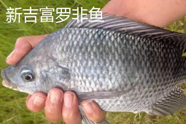 罗非鱼有哪些常见品种 ,罗非鱼的品种多如何培育而来插图6