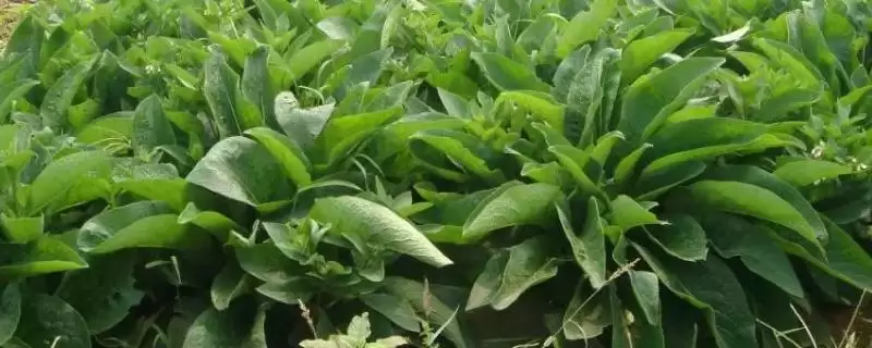 鲁梅克斯草有哪些生长特点 ,鲁梅克斯草的生长特性是什么-会东网