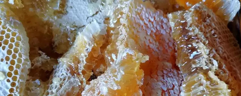 纯正土蜂蜜，产量稀缺-会东网