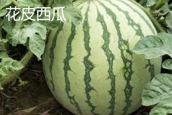 了解西瓜常见品种的方法和重点?认识西瓜品种要做好哪些细节?插图5 了解西瓜常见品种的方法和重点?认识西瓜品种要做好哪些细节?插图5