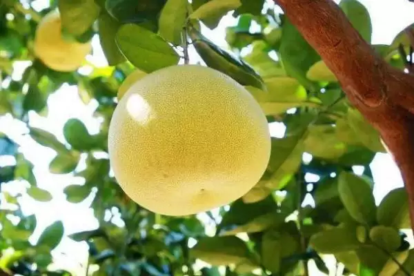 了解柚子成熟时间的方法和重点？了解柚子成熟时间要做好哪些细节？插图4