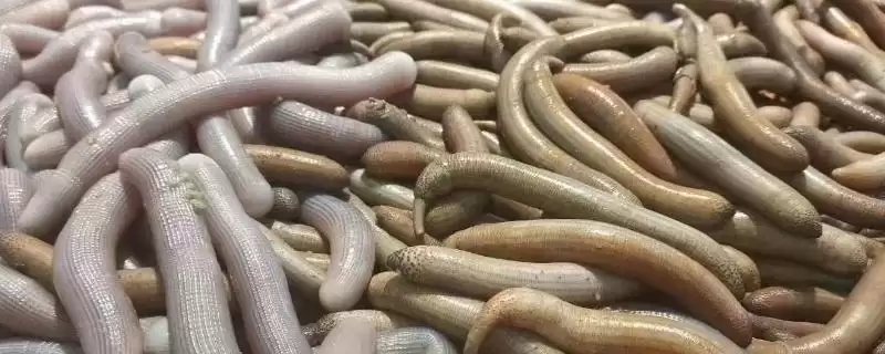 泥丁和沙虫的区别在哪？外观像钉子与肠子的奇妙生物-会东网