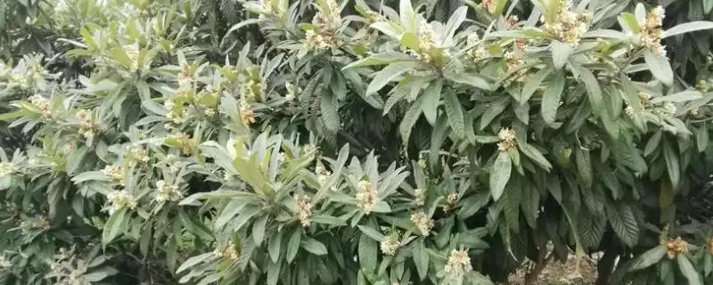 枇杷什么时候开花，盛花期在11-12月-会东网
