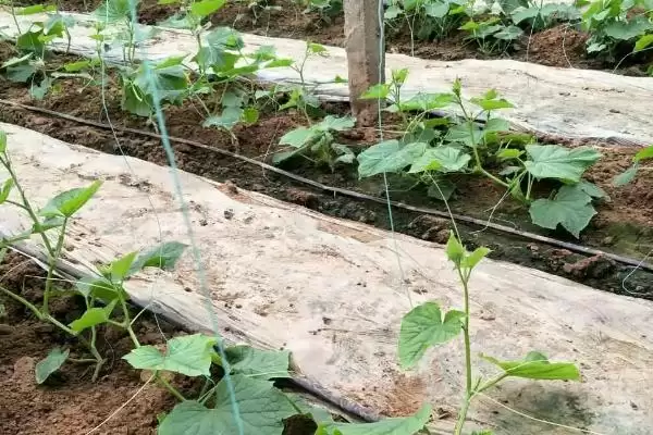 越冬水果型小黄瓜栽培技术的方法和重点？种越冬小黄瓜要做好哪些细节？插图2