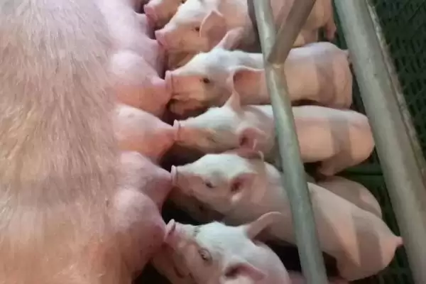 母猪生产多长时间算为难产情况呢,母猪生产超过 3 个小时算为难产情况插图1 母猪生产多长时间算为难产情况呢,母猪生产超过 3 个小时算为难产情况插图1