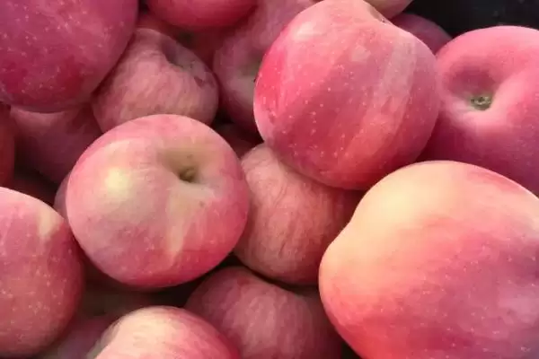 奶油苹果的价格,一斤需要5-10元左右插图3 奶油苹果的价格,一斤需要5-10元左右插图3