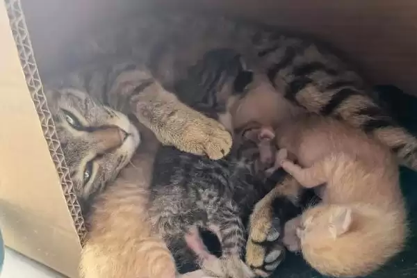 猫怀孕多少天会生产 ,猫的孕期时长是多久插图2