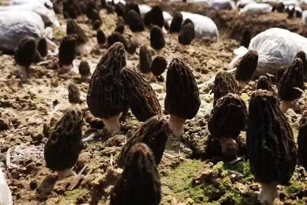 种植羊肚菌的方法和重点?种植羊肚菌要做好哪些细节?插图1 种植羊肚菌的方法和重点?种植羊肚菌要做好哪些细节?插图1