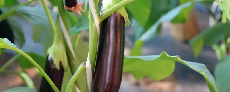 茄子苗品种大揭秘：长茄为何成为常见之选？-会东网