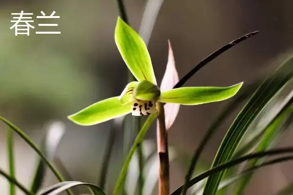 兰花的花语和象征意义 ,兰花有哪些花语及象征内涵？插图7