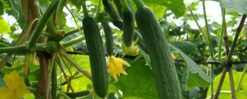 越冬水果型小黄瓜栽培技术的方法和重点？种越冬小黄瓜要做好哪些细节？-会东网