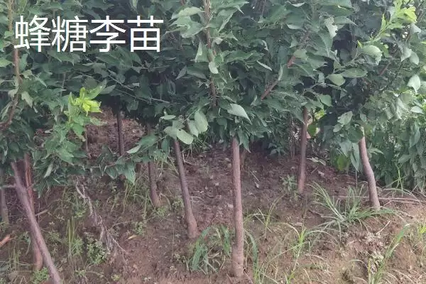 李子树苗有哪些好品种，蜂糖李、青脆李等品种均可选择插图2