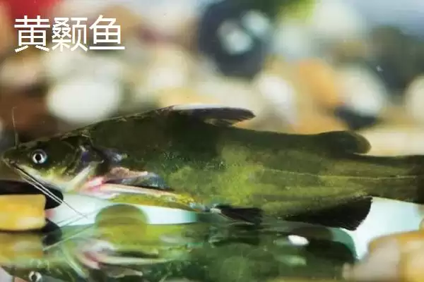 蚯蚓钓鱼技巧全解：为何是“万能饵料”的优势分析插图9
