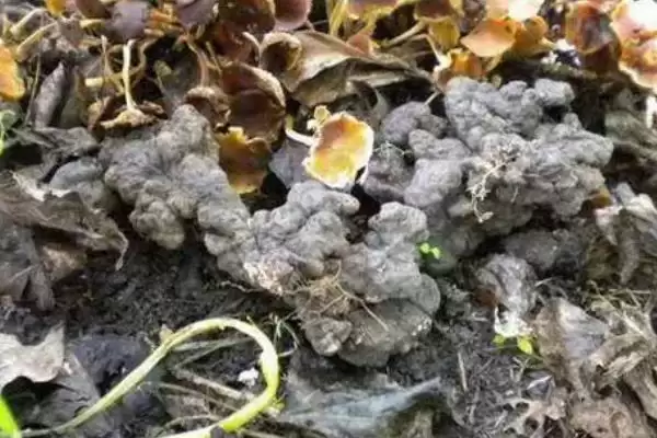 了解猪苓价格的方法和重点？养猪与中药材产业有哪些关联细节？插图4