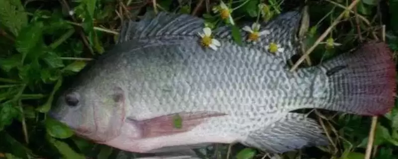 罗非鱼的泥腥味重不重 ,罗非鱼的泥腥味程度如何-会东网