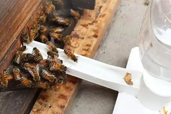 蜜蜂饲喂器的价格，价格因种类和规格等不同而不同插图3
