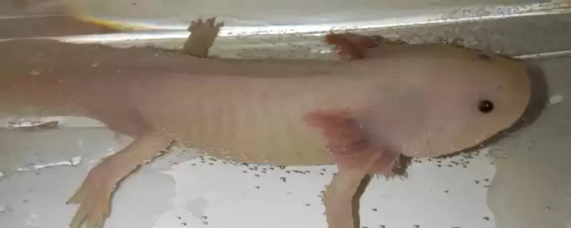 六角蝾螈的繁殖方式 ,六角蝾螈成熟后如何交配繁殖？-会东网