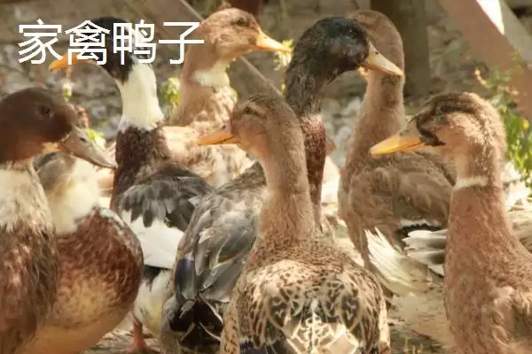 敌百杀虫剂的使用注意事项，不宜与碱性药物同时使用插图3