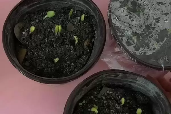 西瓜种子催芽方法的方法和重点？西瓜种子催芽要做好哪些细节？插图5