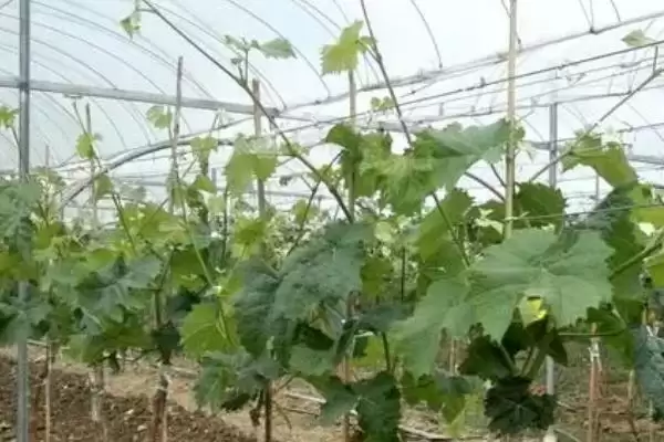 葡萄避雨栽培的利弊分析：减少病害与枝蔓徒长的两面性插图3
