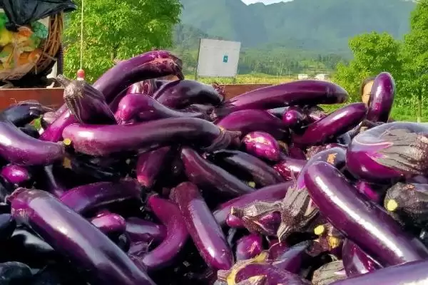 茄子打底叶时间秘籍：门茄2-3厘米左右第一次的要点插图3