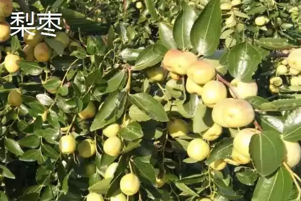 冬枣产地大搜罗：山西、河北、山东等地种植特点插图3