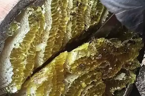 桶养中华蜜蜂有什么缺点，管理不便、产蜜量低、不利于保护蜂种插图2